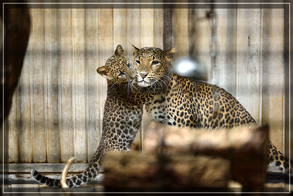 Java-Leopardenkind
