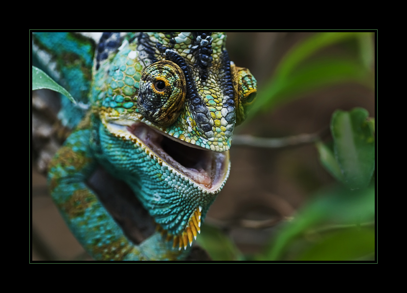 Jemen Chamaeleon 
aufgenommen im Garten der Schmetterlinge in Friedrichsruh