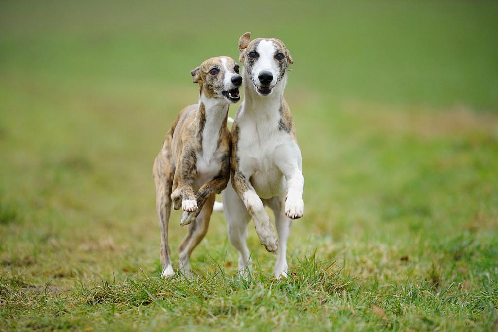 Jenny und Cosmo nf