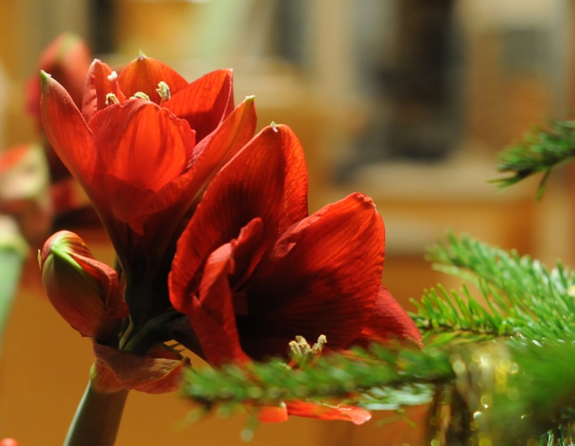 JKK_8492_1395.JPG