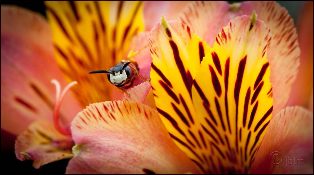 JO7 6375web