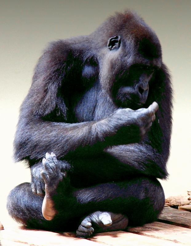 Joo, keine Ahnung woher aber schon Interessant, oder?


Flachland Gorilla Weibchen im Burgers Zoo Arnhem.