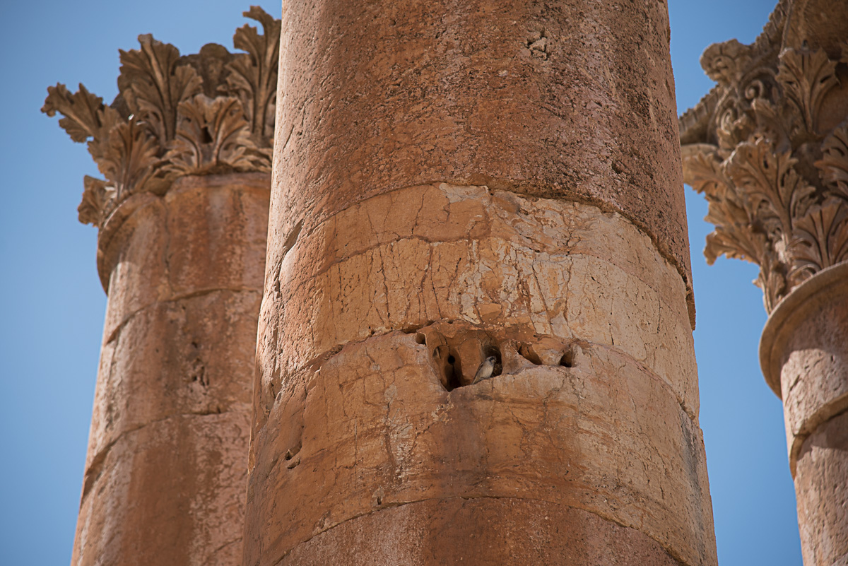 Jordanien Jerash, Artemis Tempel