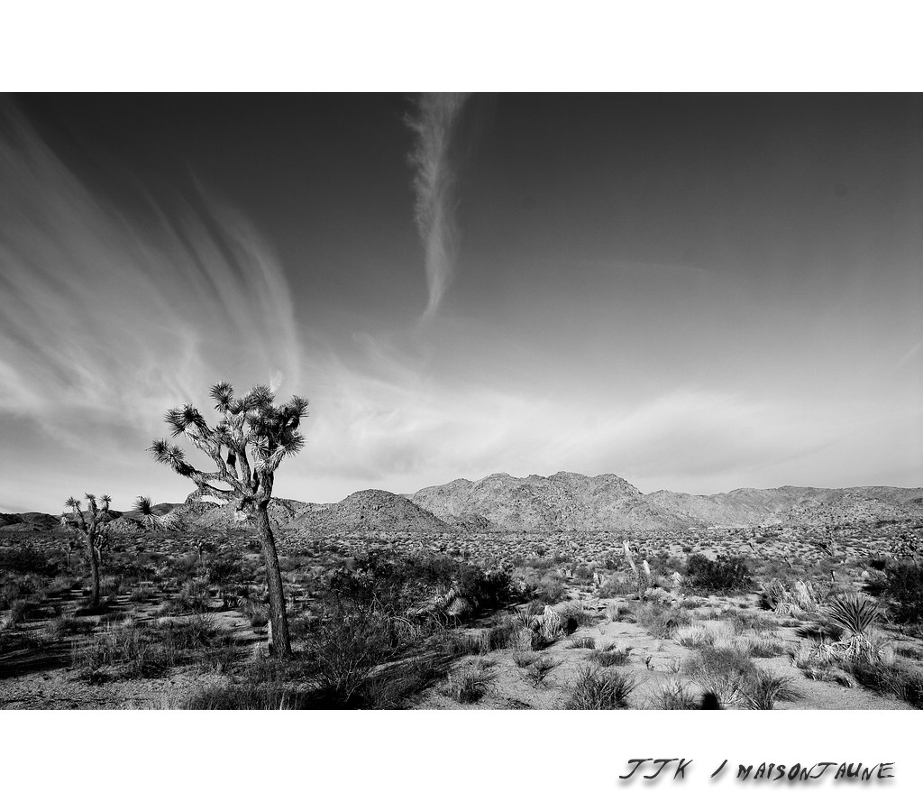 Joshua Tree