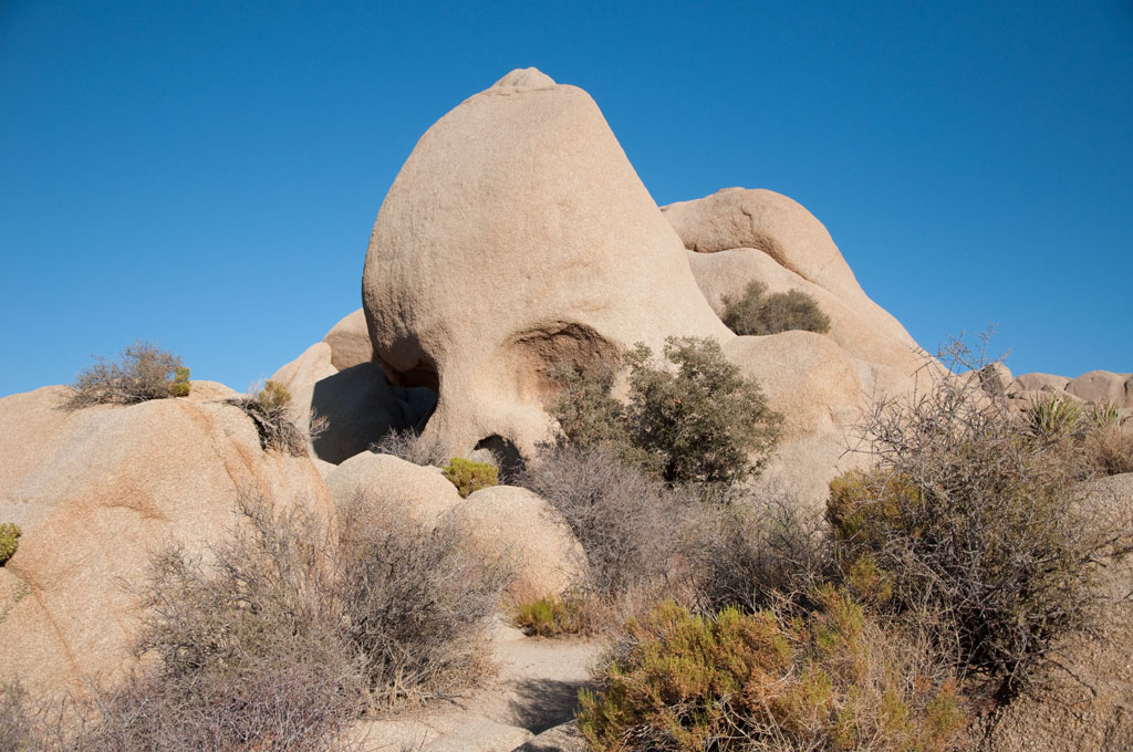 JoshuaTree 091