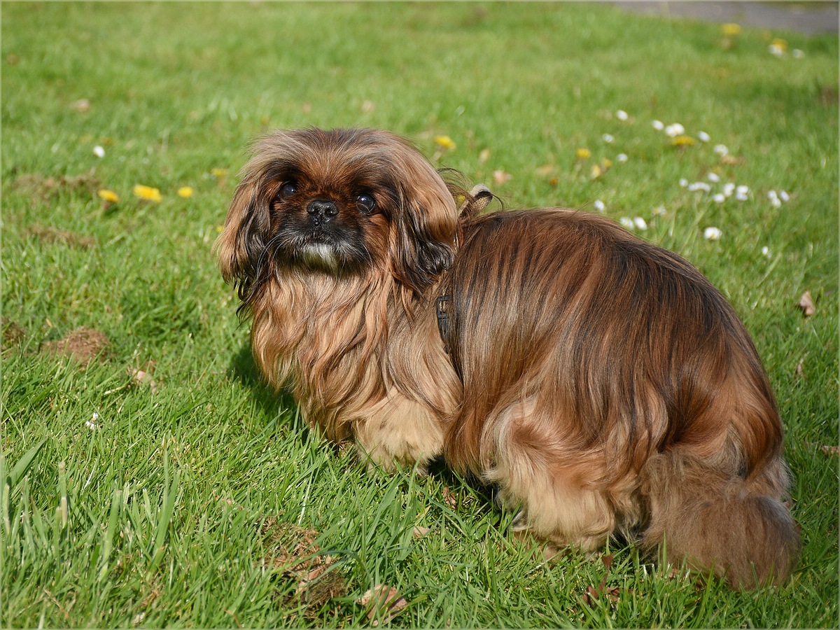 JPEGDSC 0799 Benni 06.09.2000 - 16.06.2016