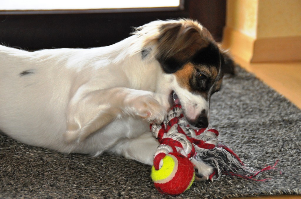 Juli, unser Hund. Hier haben wir sie noch toben lassen, bevor es in den Schnee ging :-)