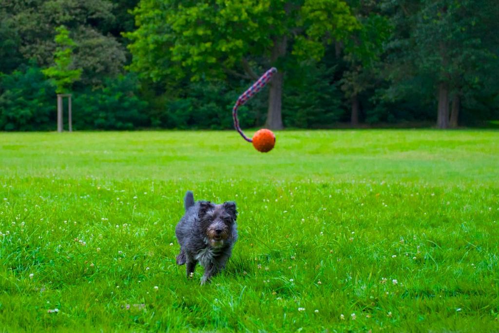 Juma Ball
