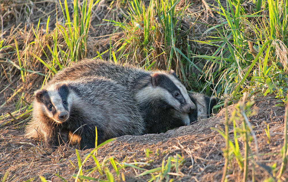 Jungdachse