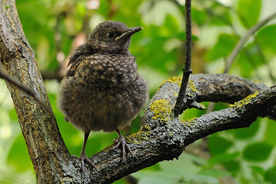 junge Amsel