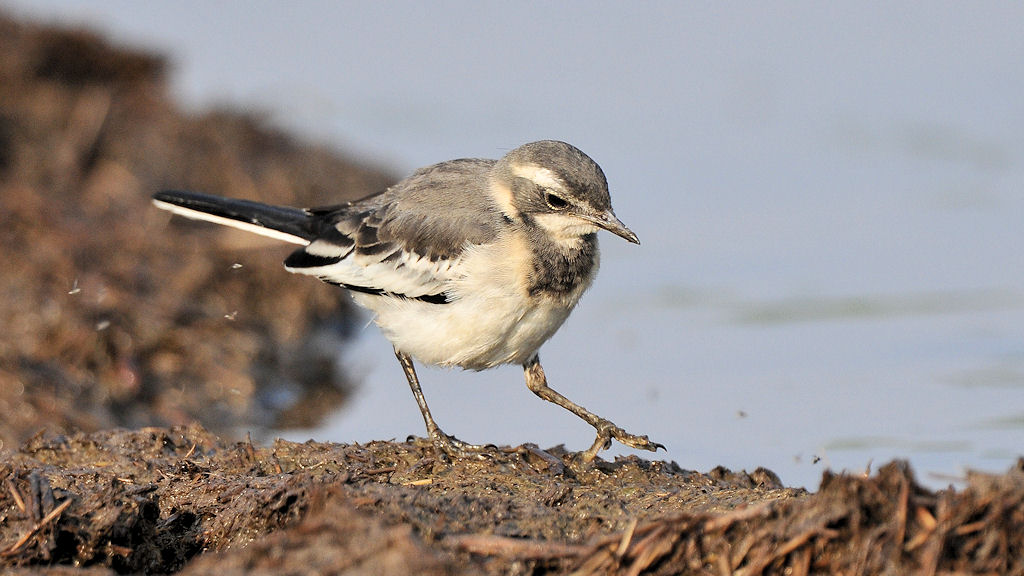 junge Witwenstelze (African-pied Wagtail)
Seronera, Serengeti
 4011