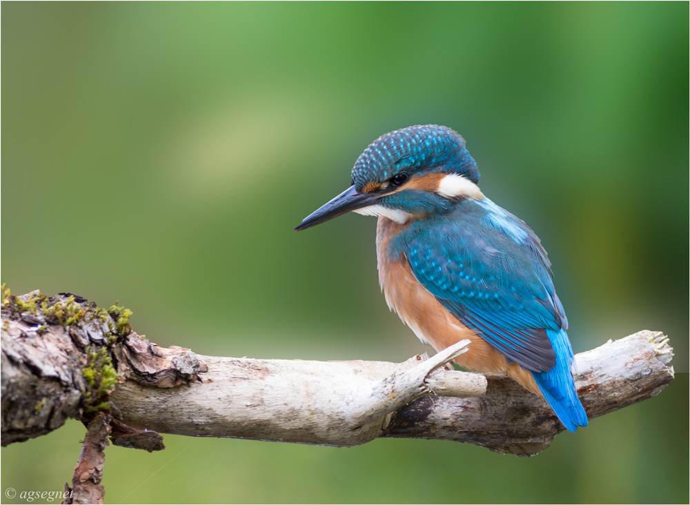 Junger Eisvogel 1