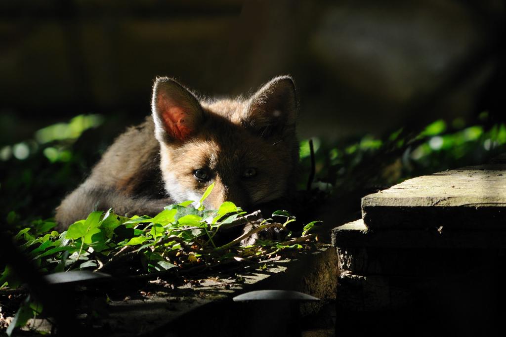 junger Fuchs