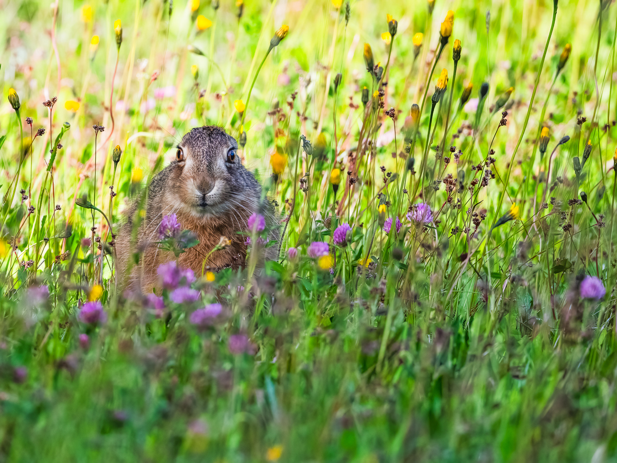 Junger Hase-1.jpg