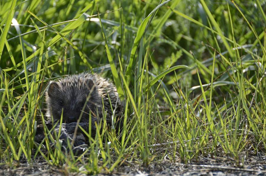 Junger Igel