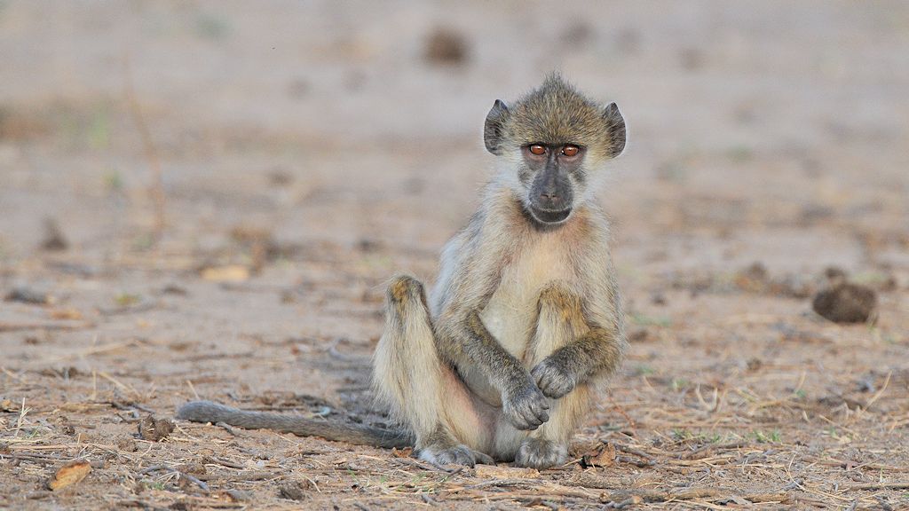 Junger Pavian sucht nach Wurzeln
South Luangwa
8884