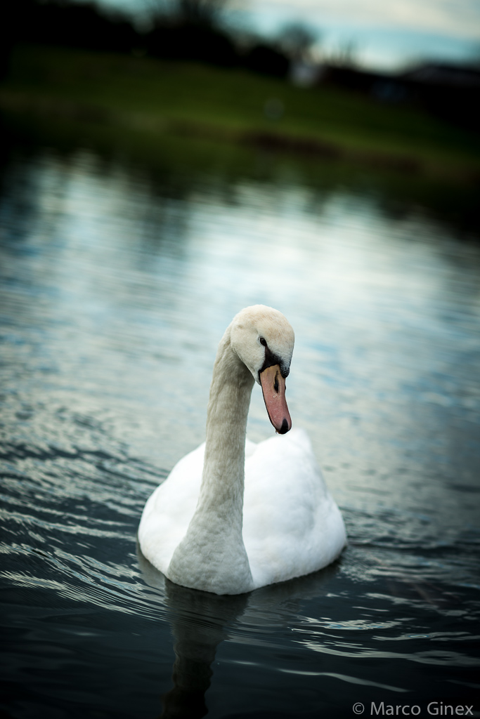 Junger Schwan