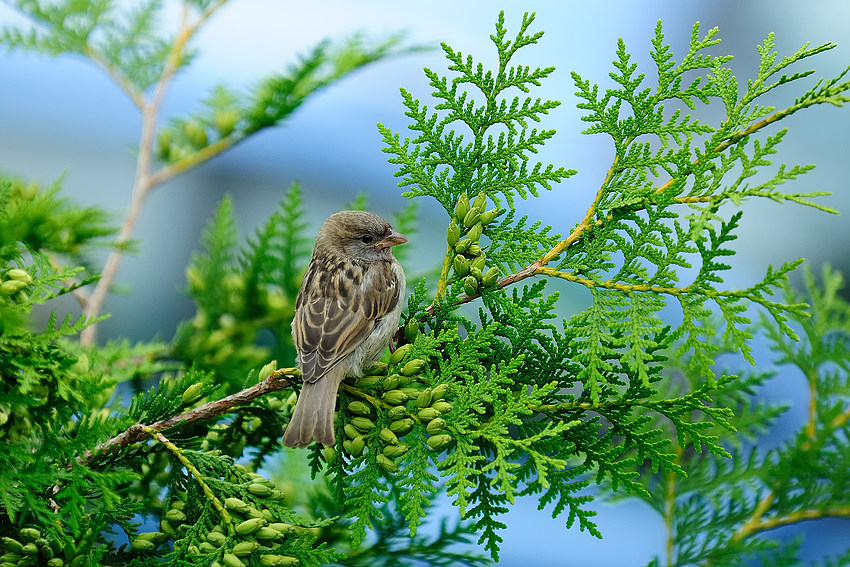 Junger Spatz