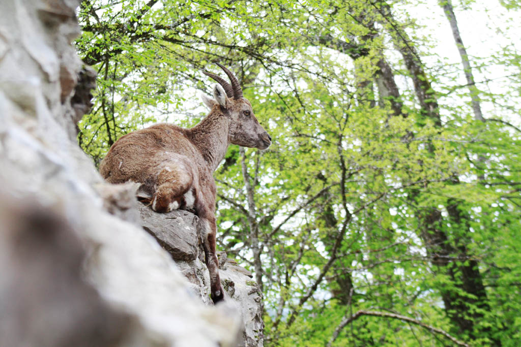 Junger Steinbock in Ruhe.
Tierpark Rosegg, Österreich