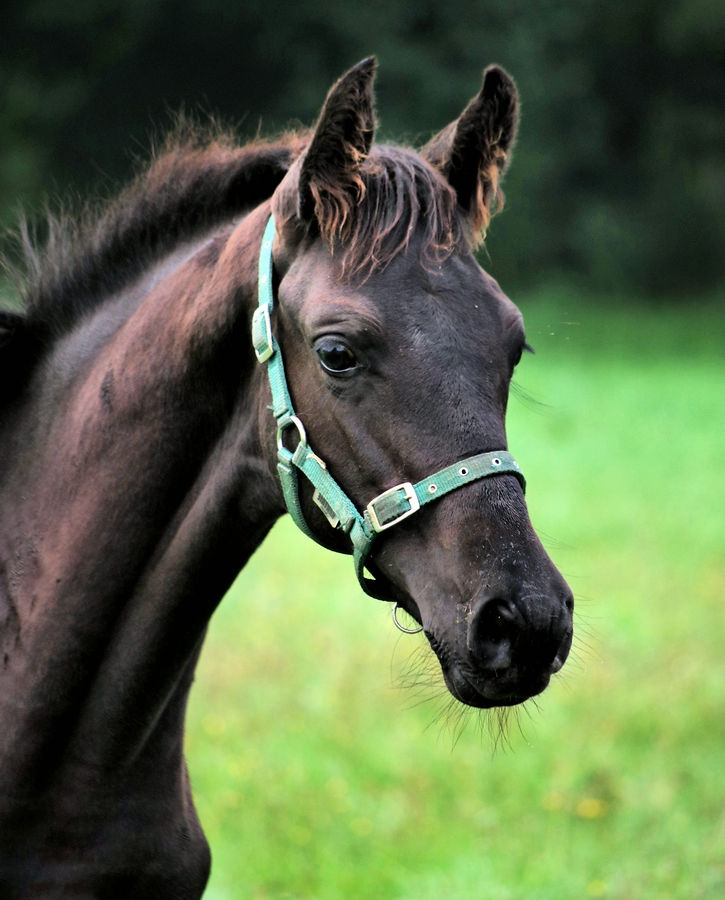 Junger Trakehner.jpg