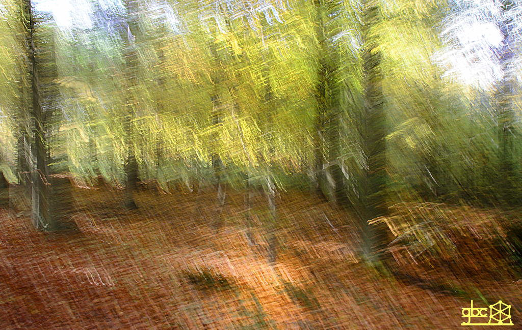 Junger Wald