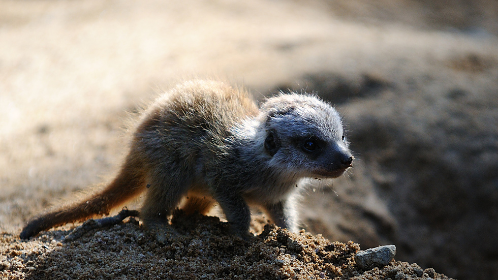 Junges Erdmännchen