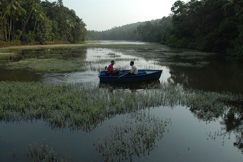 Jungle (Goa)