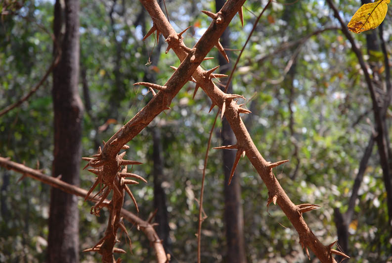 Jungle (Goa)