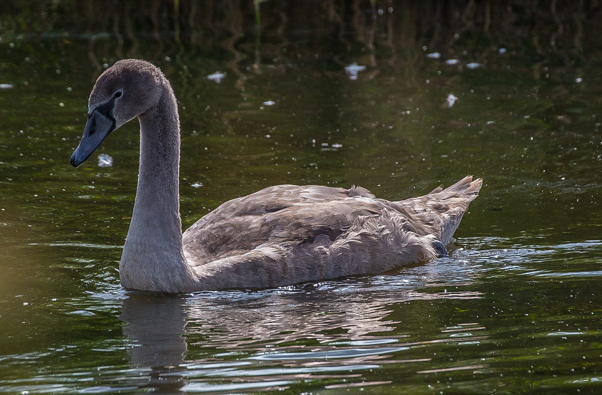 Jungschwan (1 von 1).JPG