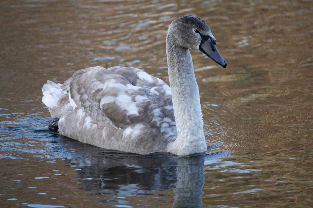 Jungschwan 2.jpg