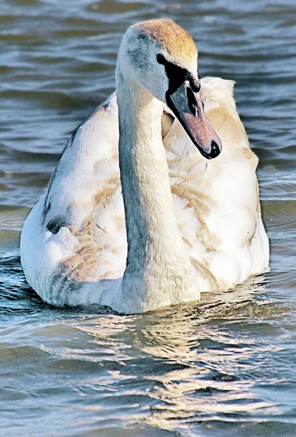 Jungschwan.jpg