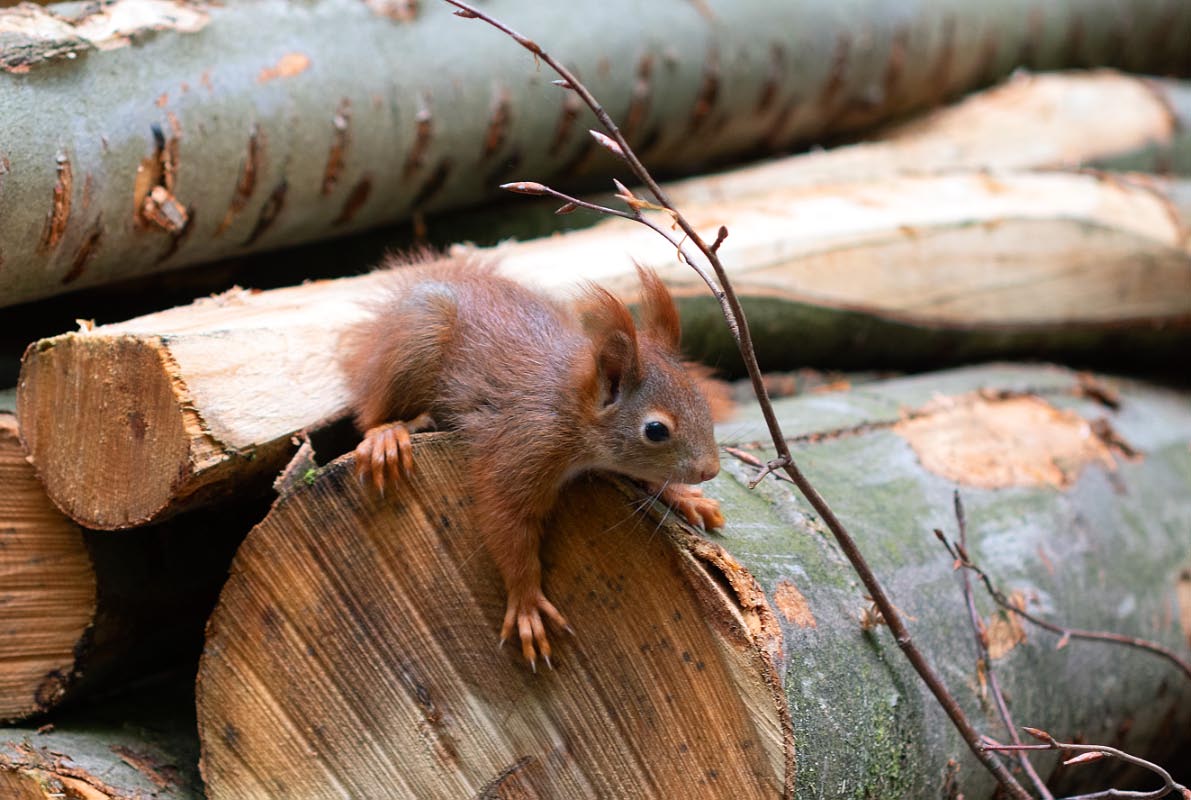 Juniorhörnchen 2.jpg
