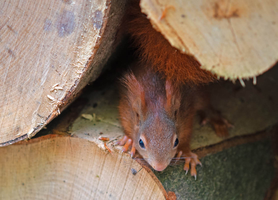 Juniorhörnchen 3.jpg