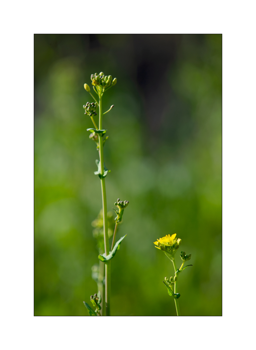 JuraDSC_6400.jpg