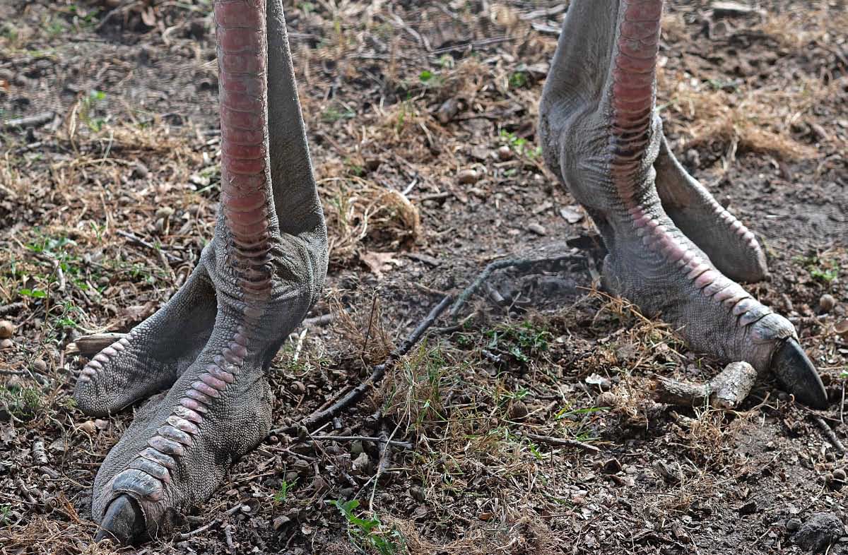 Jurassic Park 1.jpg