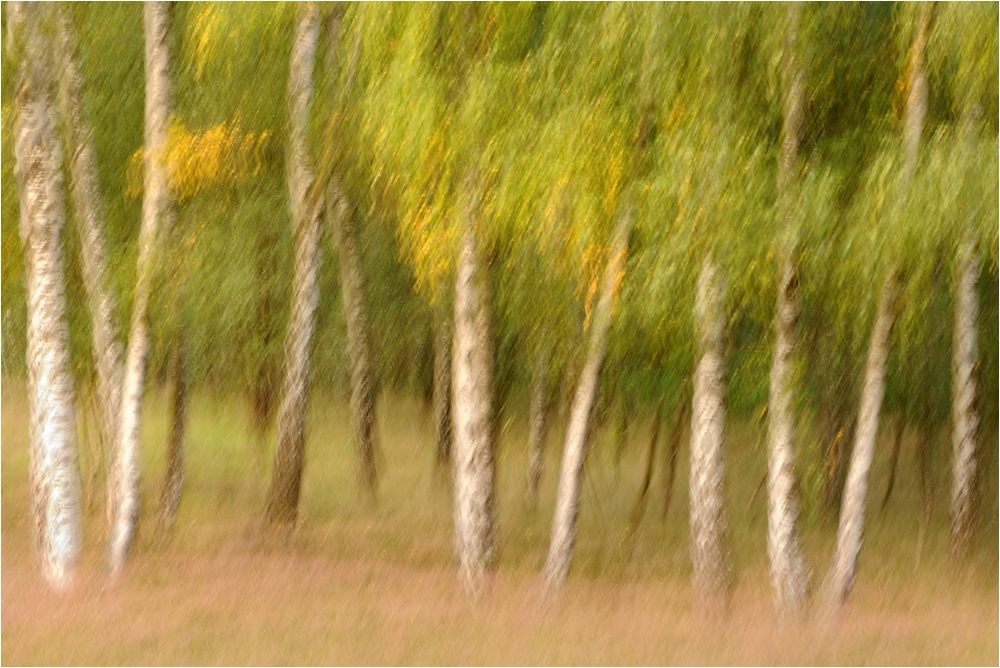 just trees