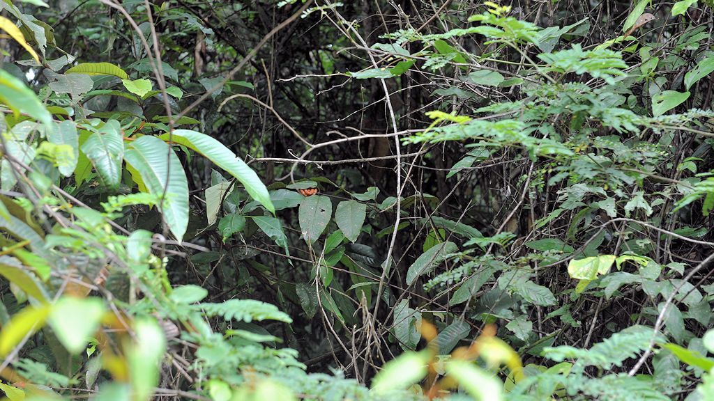 Juvenile Hundskopfboa
Iwokrama Rainforest
1263