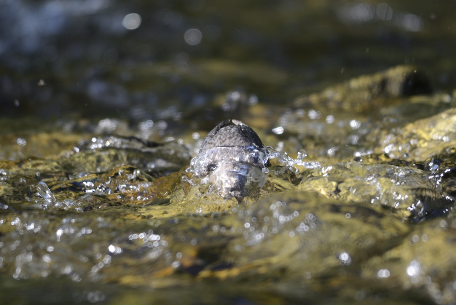 Juvenile Wasseramsel beim Fischen