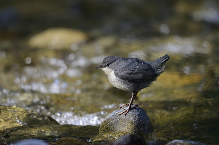 Juvenile Wasseramsel