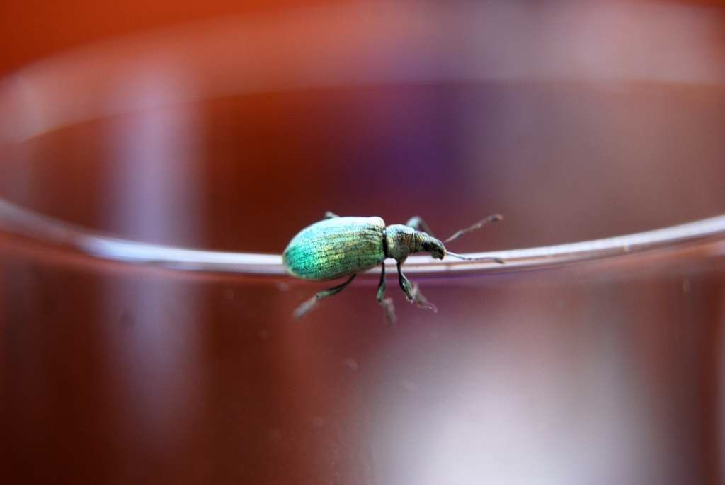Käfer am Glas beim Italiener, 2009