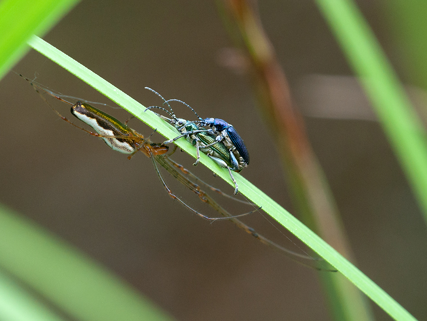 Käfer mit Spinne 2012 05 27 04