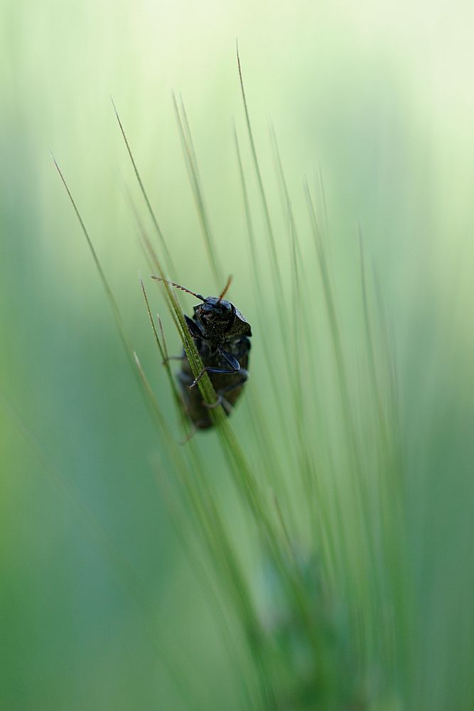 Käfer
