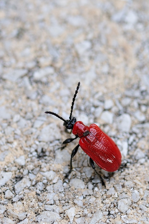 Käfer