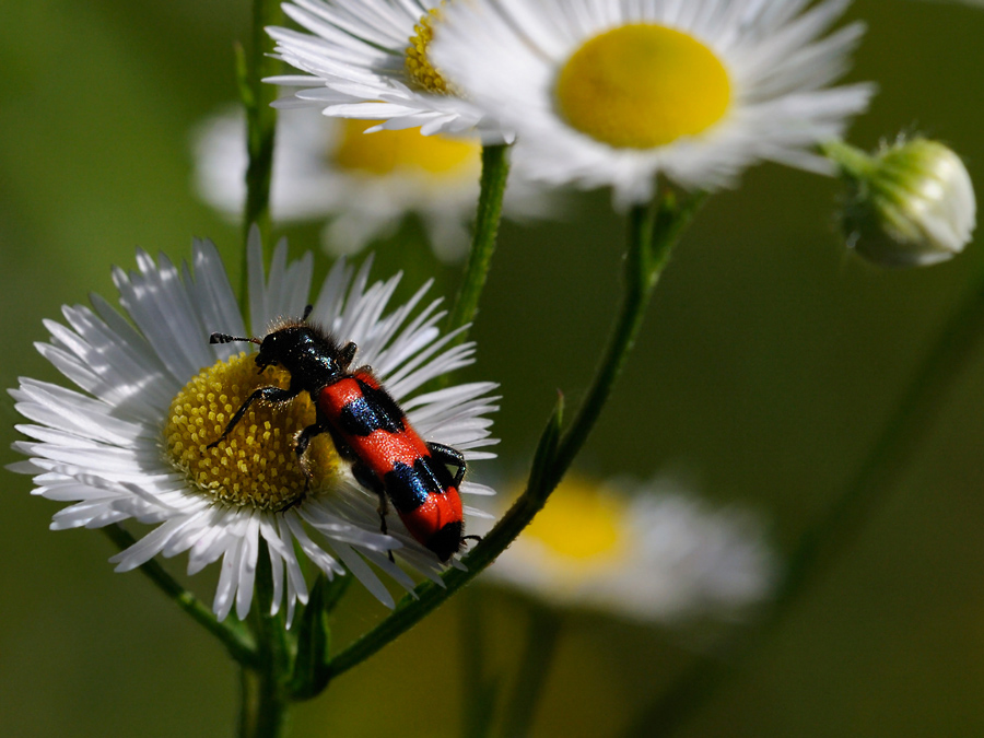 Käfer