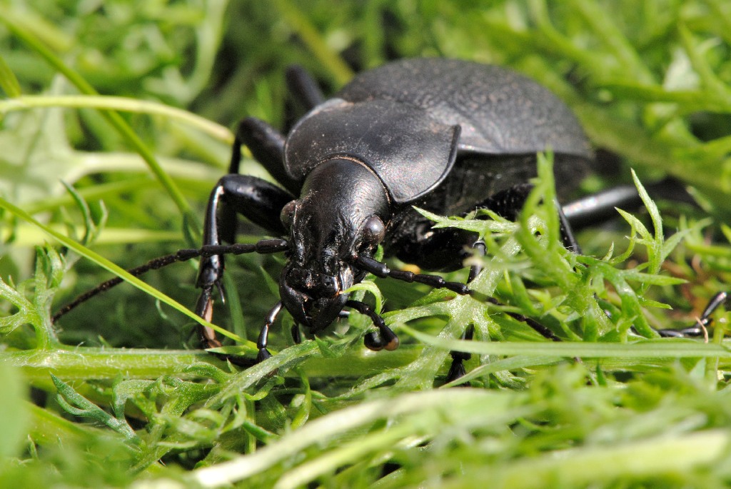 käfer