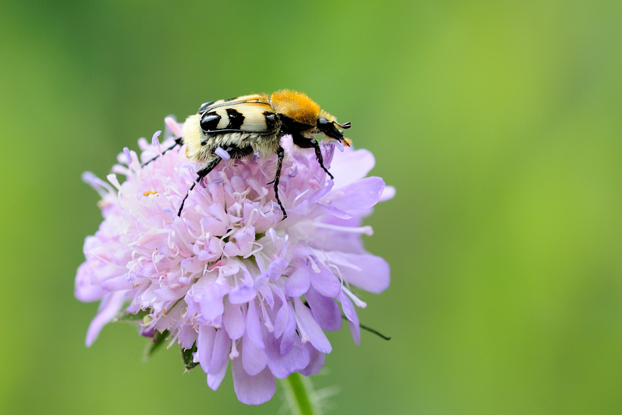 KäferWebCAA 0924