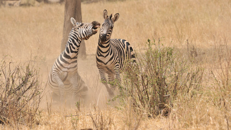 kämpfende Zebras im Tarangire
9045