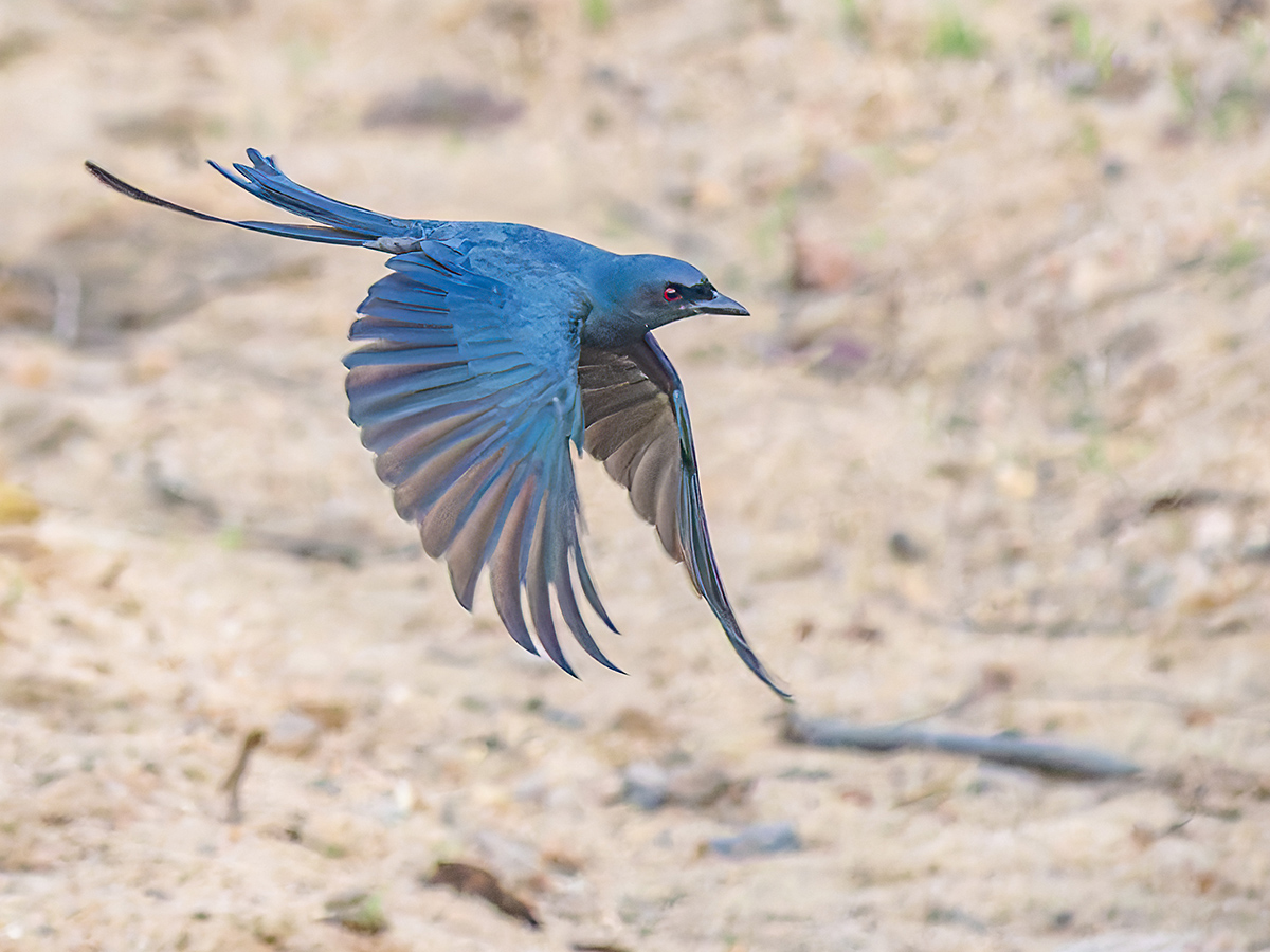 Königsdrongo Indien.jpg