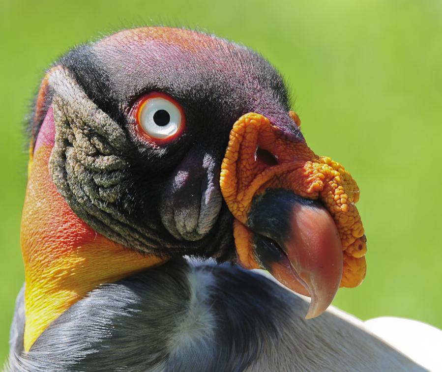 Königsgeier 02. August 2011(Tierpark Berlin)