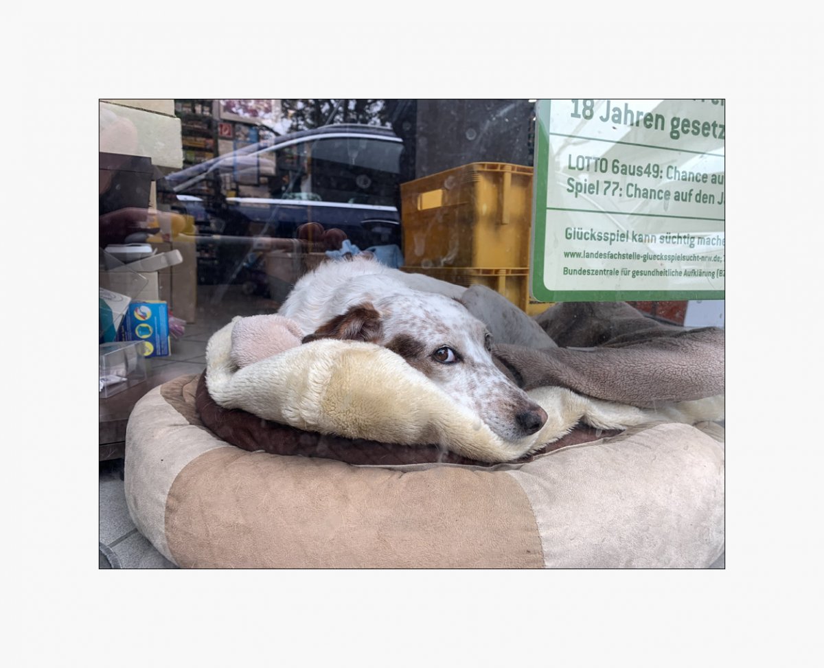 Köterchen-im-Schaufenster.jpg